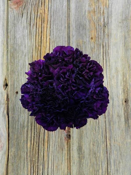 MOONVISTA PURPLE CARNATIONS